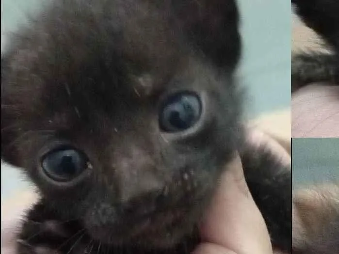 Gato ra a SRD idade Abaixo de 2 meses nome Sem nome 