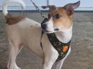 Cachorro raça Sed idade 2 a 6 meses nome Jade 