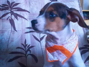 Cachorro raça Vira-lata idade 2 a 6 meses nome Malhada