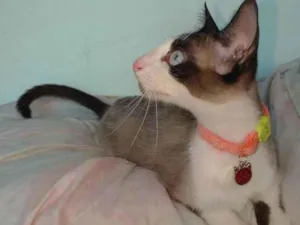 Gato raça Siamês  idade 7 a 11 meses nome Sem nome