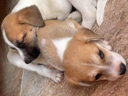 Cachorro raça Não sei.  idade 2 a 6 meses nome Sem nome 