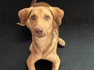 Cachorro raça Sem raça definida  idade 2 a 6 meses nome Simba