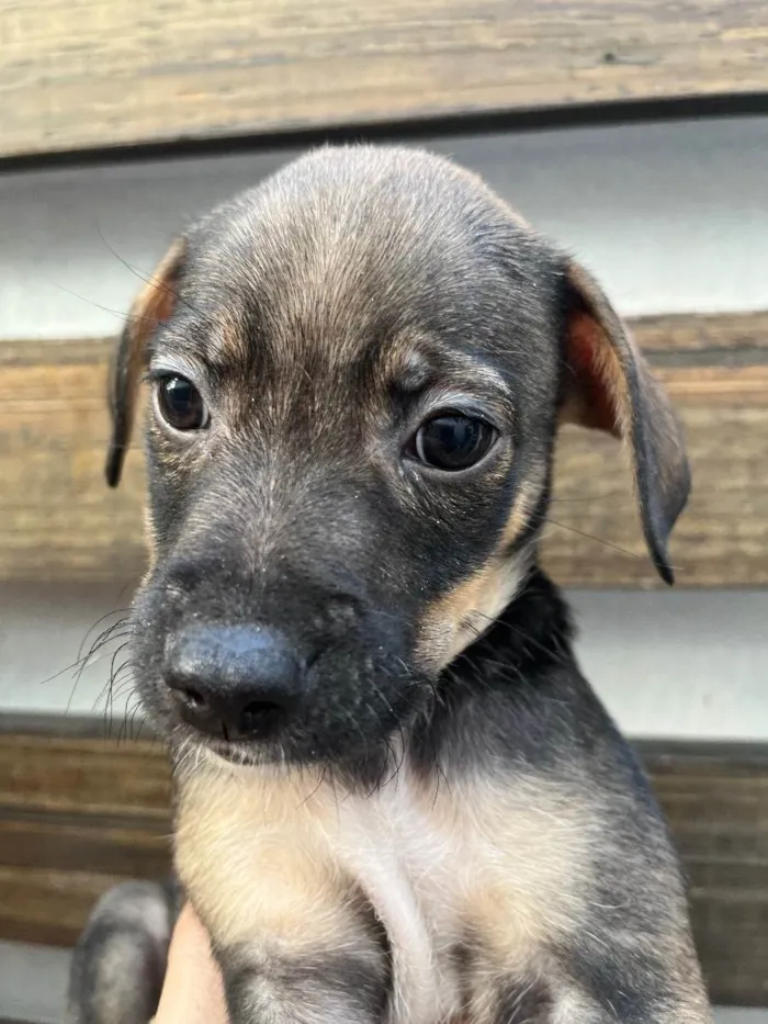 Cachorro raça SRD  idade Abaixo de 2 meses nome Sem Nome