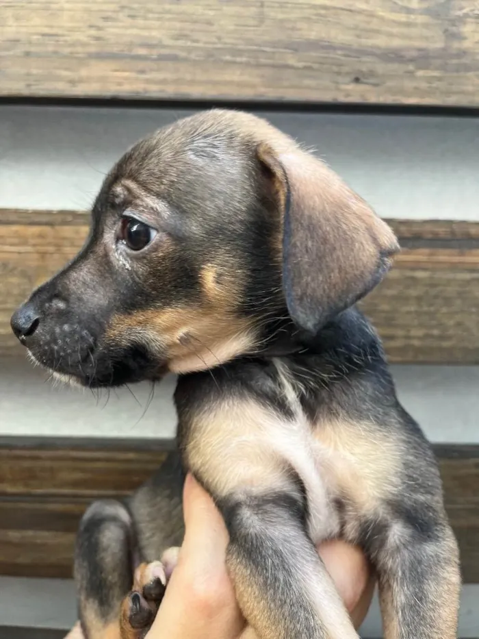 Cachorro raça SRD  idade Abaixo de 2 meses nome Sem Nome