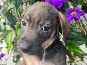 Cachorro raça SRD  idade Abaixo de 2 meses nome Sem Nome