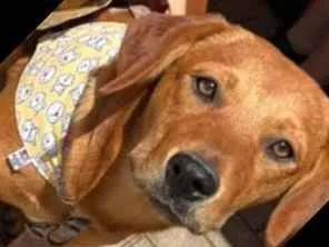 Cachorro ra a Srd idade 7 a 11 meses nome Valentina 