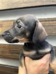 Cachorro raça SRD  idade Abaixo de 2 meses nome Sem Nome
