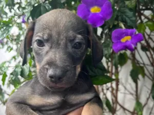 Cachorro raça SRD  idade Abaixo de 2 meses nome Sem Nome