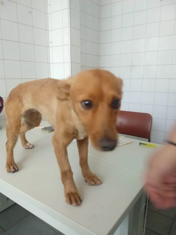 Cachorro ra a Mestiço Basset idade 1 ano nome Belinha