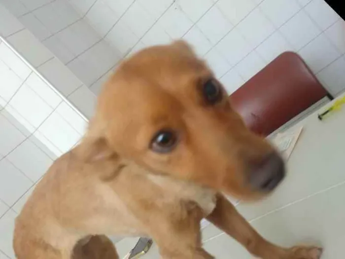 Cachorro ra a Mestiço Basset idade 1 ano nome Belinha