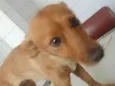 Belinha