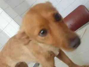 Cachorro raça Mestiço Basset idade 1 ano nome Belinha