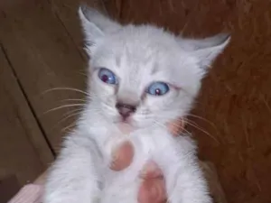 Gato raça Srd idade Abaixo de 2 meses nome Amélia 
