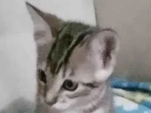 Gato raça Srd idade Abaixo de 2 meses nome Adriana 