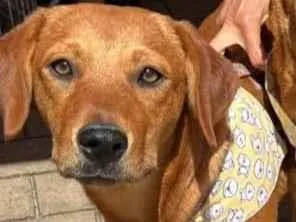 Cachorro raça Srd idade 7 a 11 meses nome Valentina 