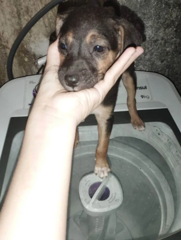 Cachorro ra a Vira lata idade 2 a 6 meses nome Filhote fêmea