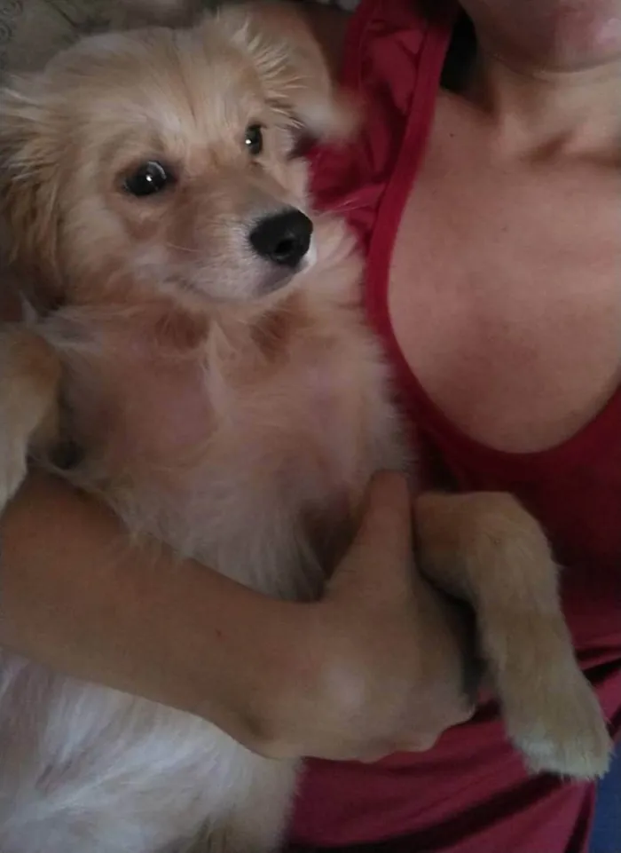 Cachorro raça Vira-lata idade 2 a 6 meses nome Simba