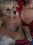 Simba