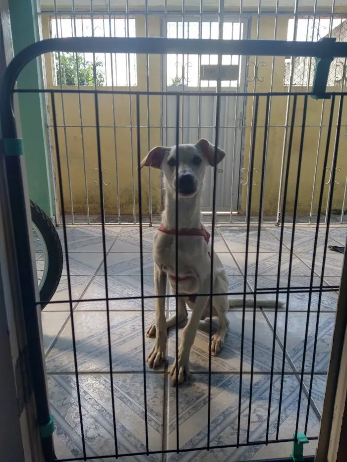 Cachorro raça SRD idade 7 a 11 meses nome Luke