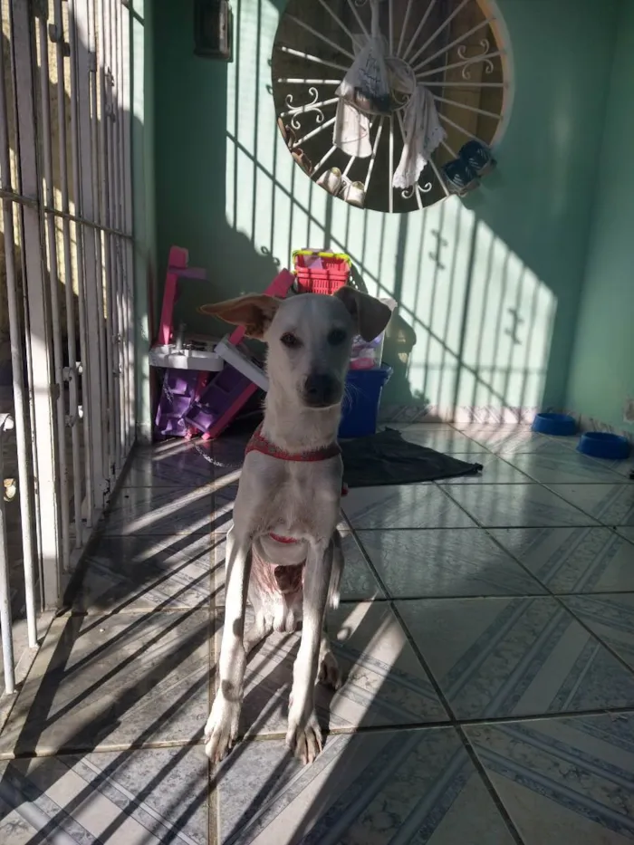 Cachorro raça SRD idade 7 a 11 meses nome Luke