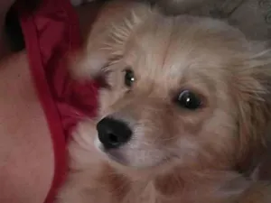 Cachorro raça Vira-lata idade 2 a 6 meses nome Simba