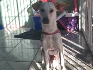 Cachorro raça SRD idade 7 a 11 meses nome Luke