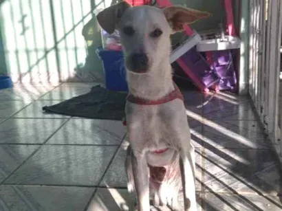 Cachorro raça SRD idade 7 a 11 meses nome Luke