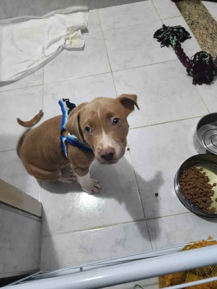 Cachorro ra a Misturada idade 2 a 6 meses nome Pudim