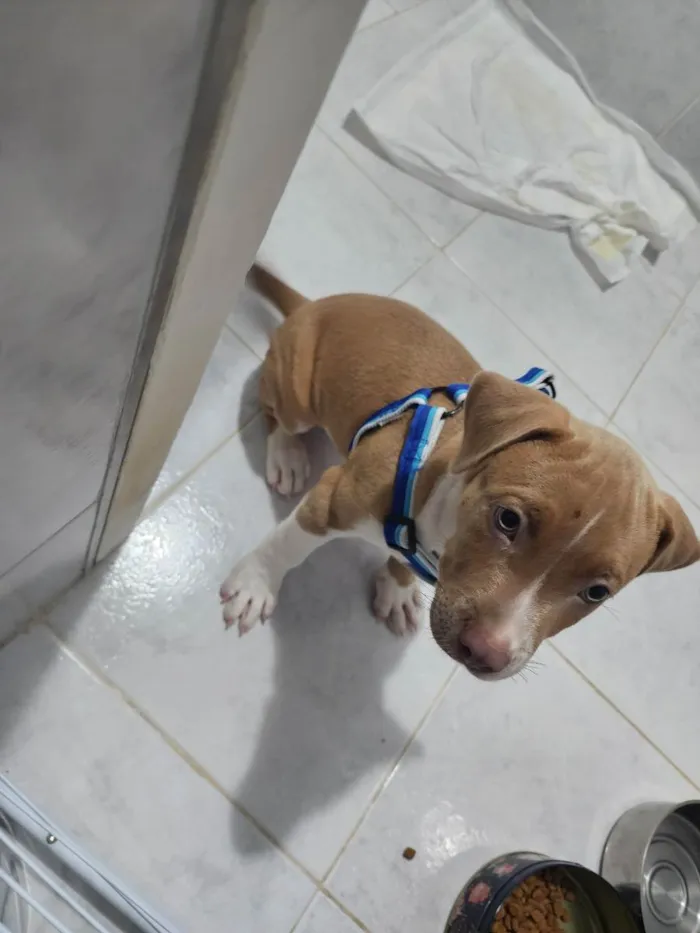 Cachorro ra a Misturada idade 2 a 6 meses nome Pudim