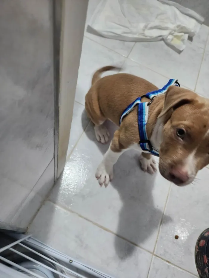 Cachorro ra a Misturada idade 2 a 6 meses nome Pudim