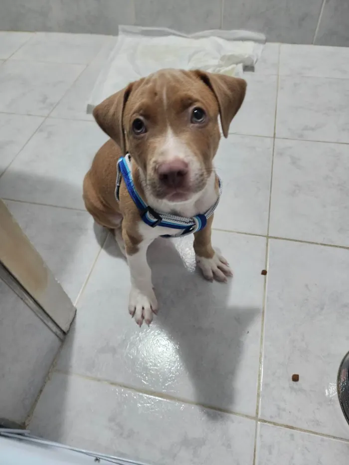 Cachorro ra a Misturada idade 2 a 6 meses nome Pudim