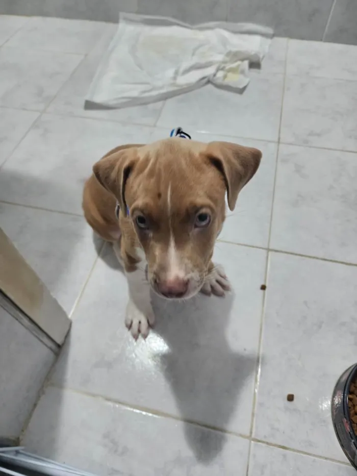 Cachorro ra a Misturada idade 2 a 6 meses nome Pudim