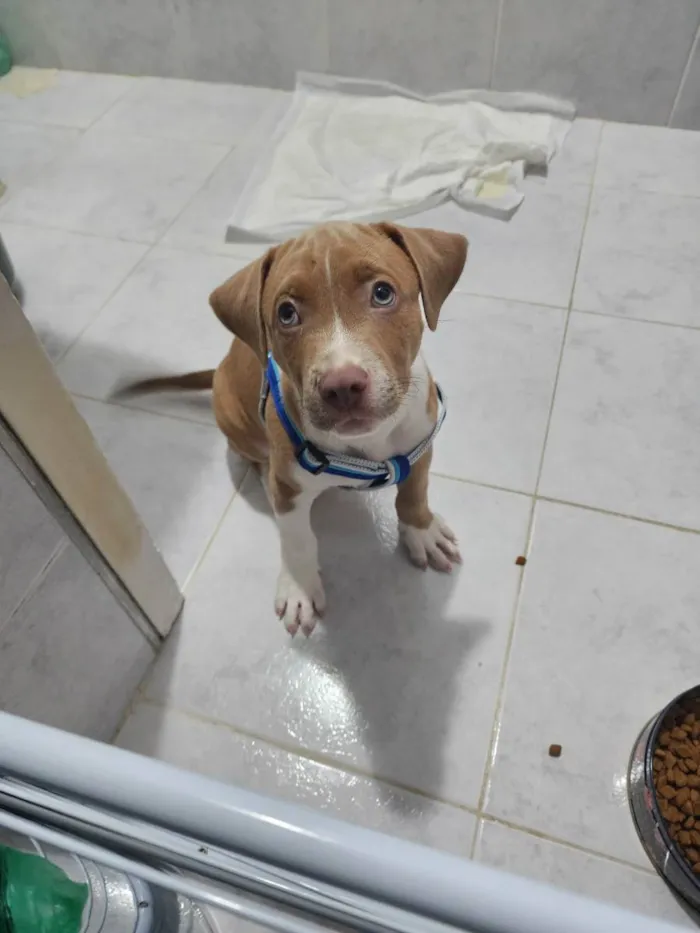 Cachorro ra a Misturada idade 2 a 6 meses nome Pudim