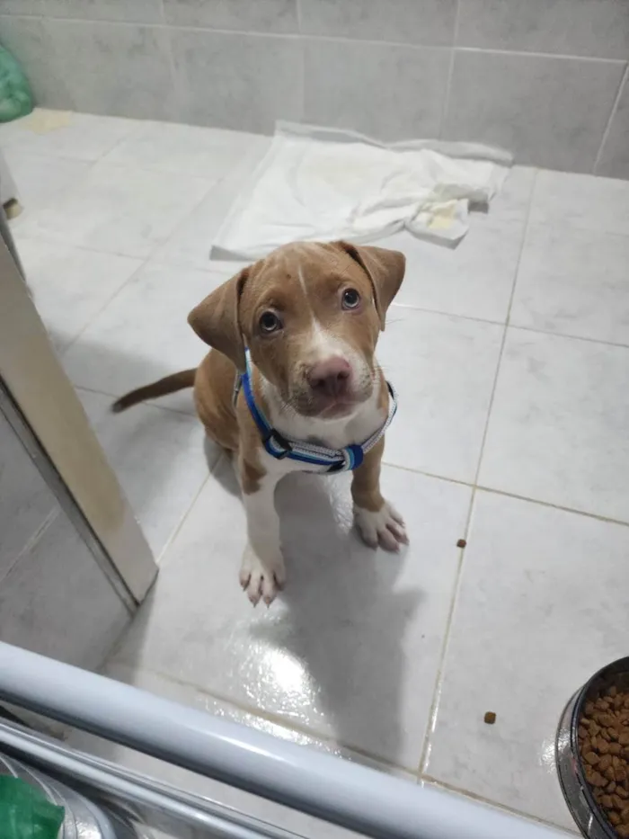 Cachorro ra a Misturada idade 2 a 6 meses nome Pudim