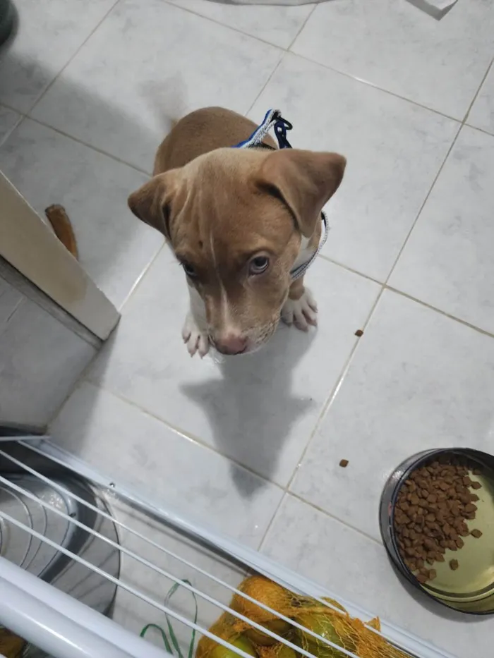 Cachorro ra a Misturada idade 2 a 6 meses nome Pudim