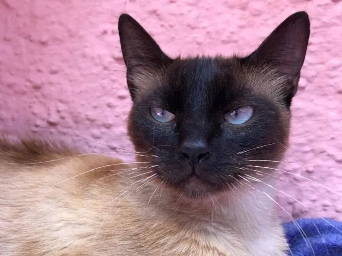 Gato raça SRD (siamesa) idade 2 a 6 meses nome Natalia e Noel