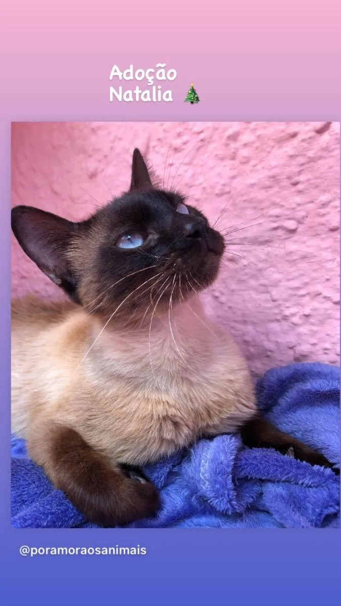 Gato raça SRD (siamesa) idade 2 a 6 meses nome Natalia e Noel