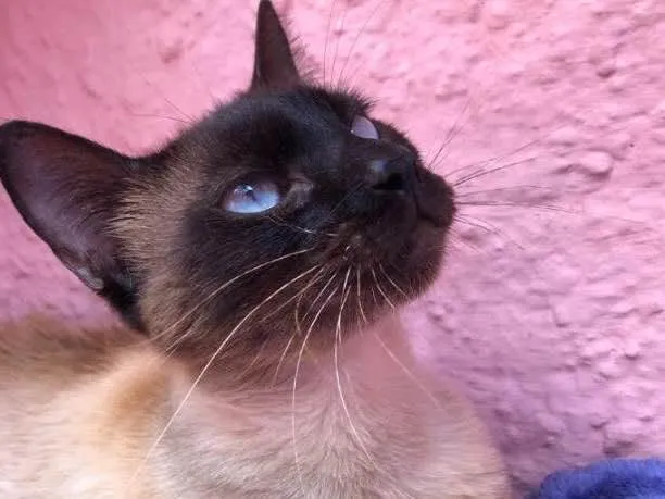 Gato raça SRD (siamesa) idade 2 a 6 meses nome Natalia e Noel