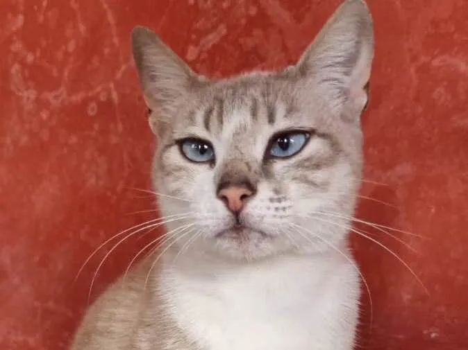 Gato raça Srd idade 7 a 11 meses nome Sofia 