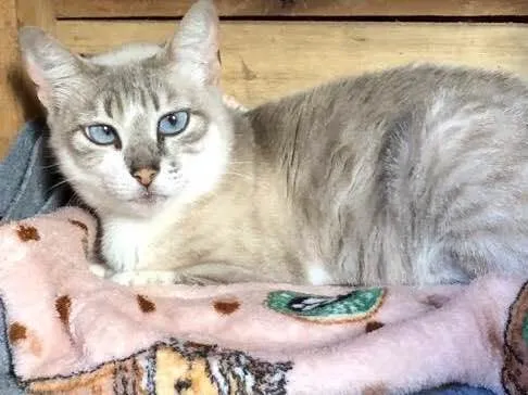 Gato raça Srd idade 7 a 11 meses nome Sofia 