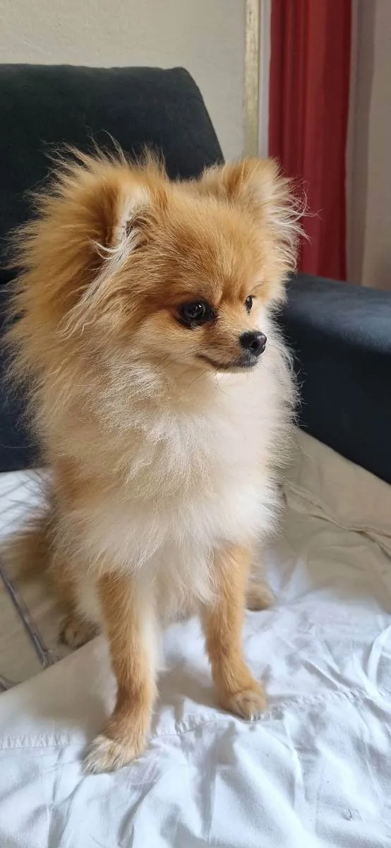 Cachorro ra a Spitz alemão  idade 7 a 11 meses nome Brayan 
