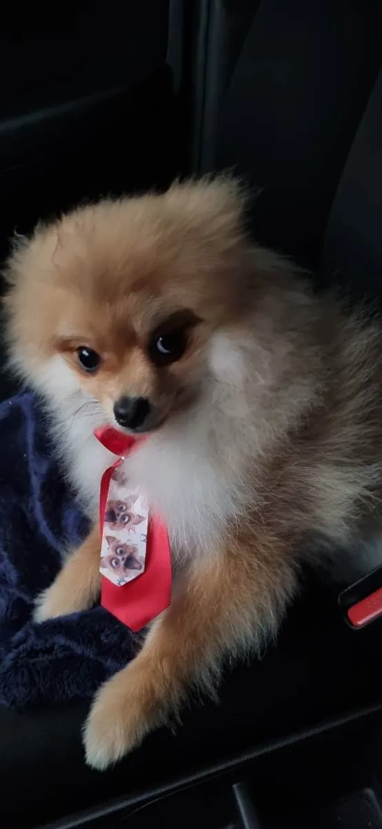 Cachorro ra a Spitz alemão  idade 7 a 11 meses nome Brayan 