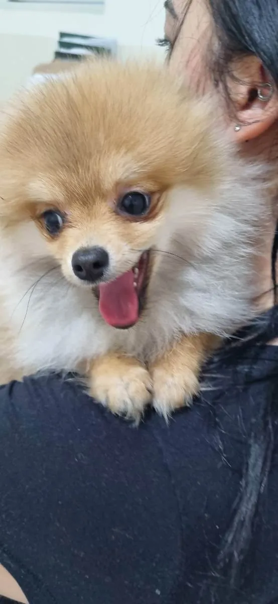 Cachorro ra a Spitz alemão  idade 7 a 11 meses nome Brayan 