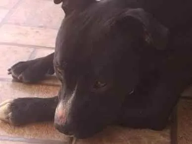 Cachorro ra a Pit Bull  idade 2 anos nome Não sei