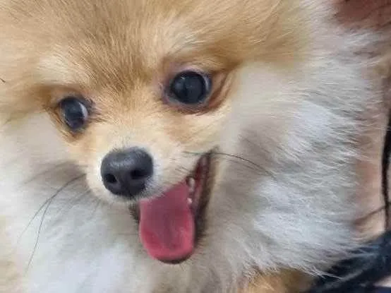 Cachorro ra a Spitz alemão  idade 7 a 11 meses nome Brayan 