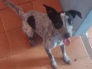 Cachorro raça SRD idade 7 a 11 meses nome Kyra