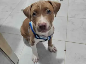 Cachorro raça Misturada idade 2 a 6 meses nome Pudim