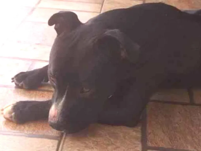 Cachorro ra a Pit Bull  idade 2 anos nome Não sei