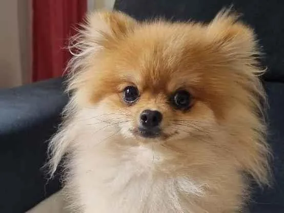 Cachorro ra a Spitz alemão  idade 7 a 11 meses nome Brayan 