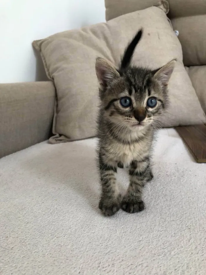 Gato ra a SRD idade Abaixo de 2 meses nome Rajado